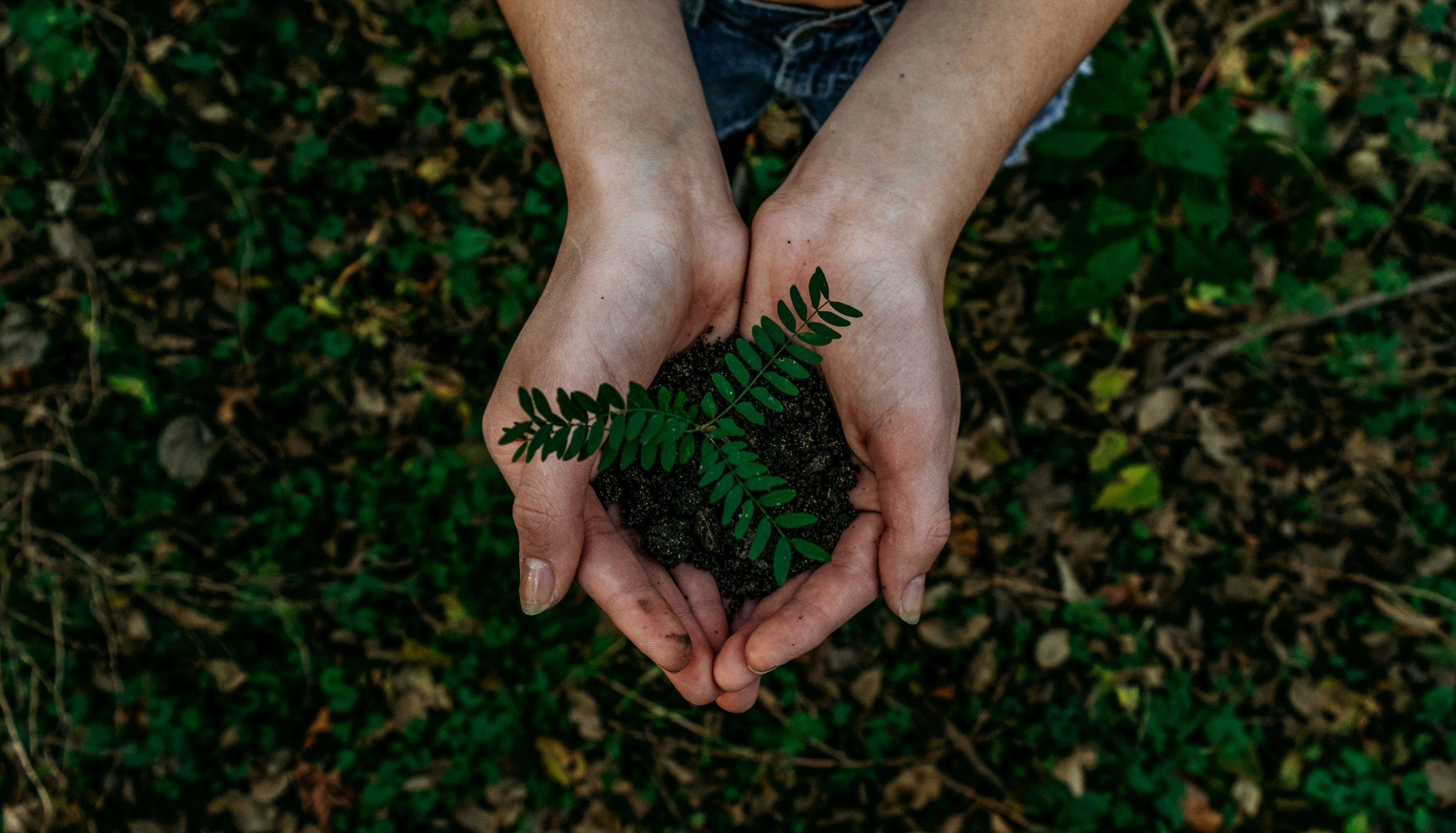 Sustainability image