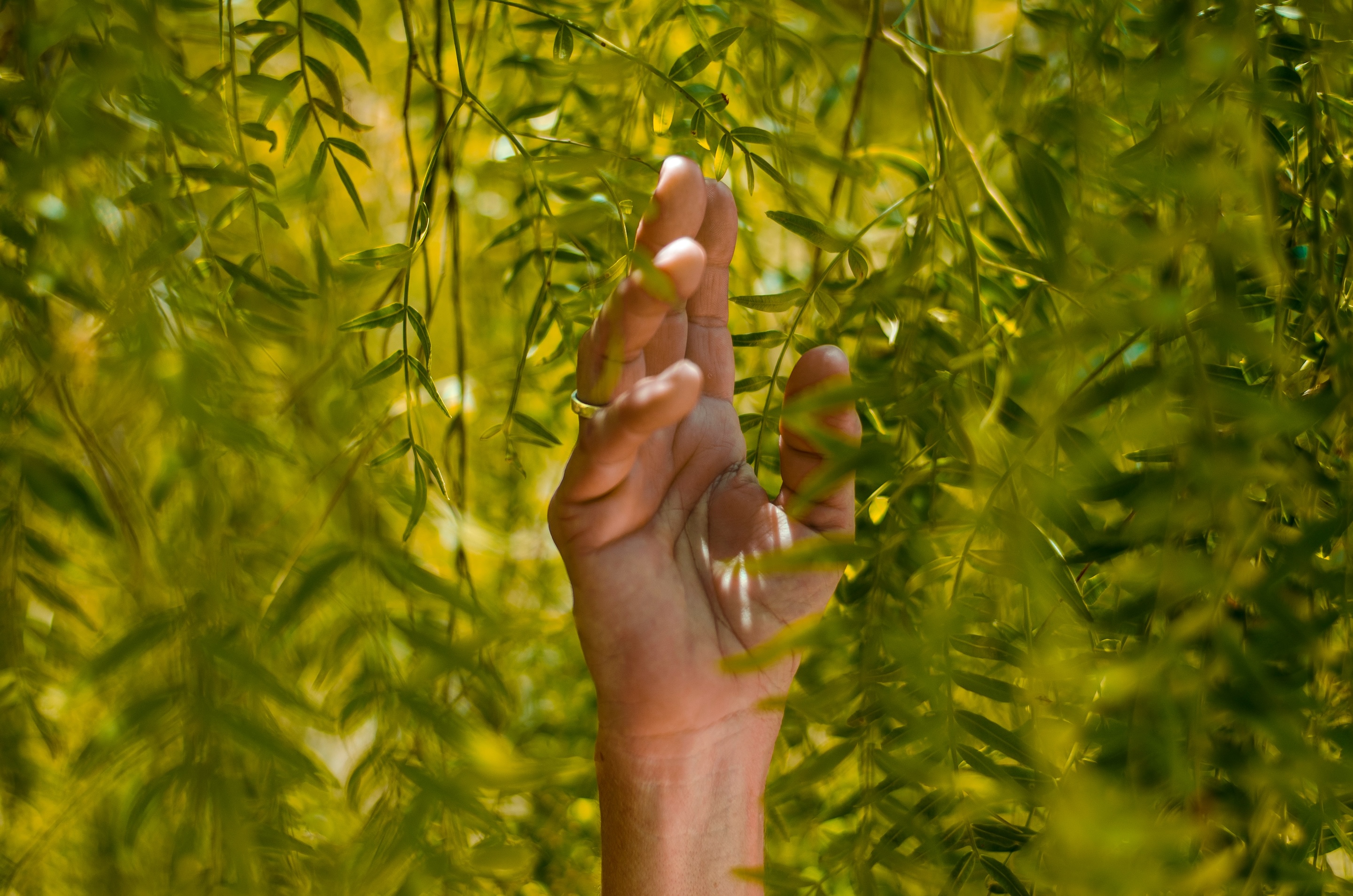 Nature image